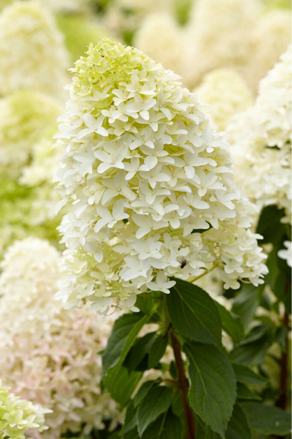 Hortensia 'Skyfall'